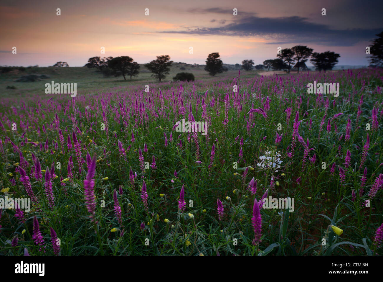 Flower of the kalahari hires stock photography and images Alamy