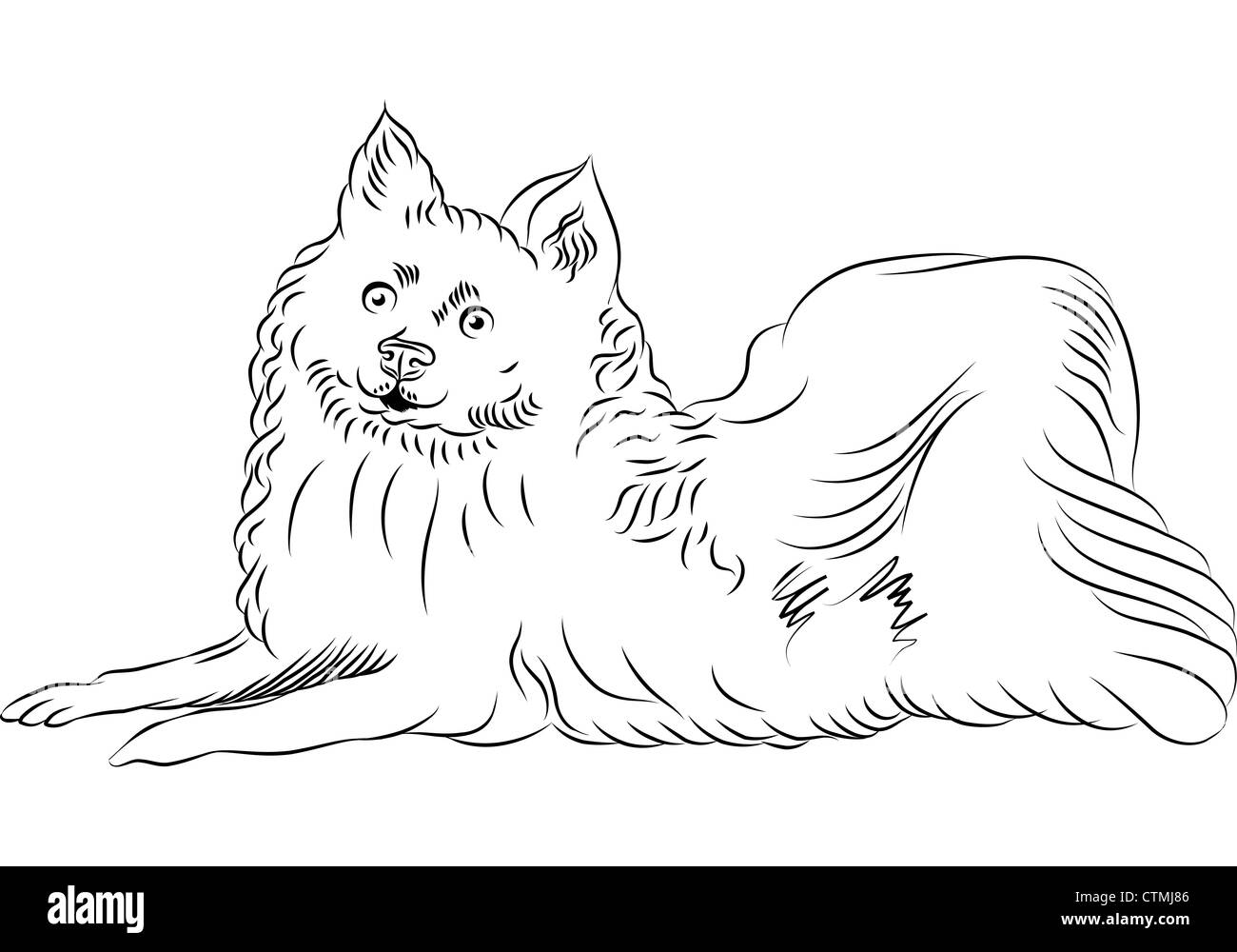 black and white sketch of the American Eskimo Dog breed lying Stock Photo