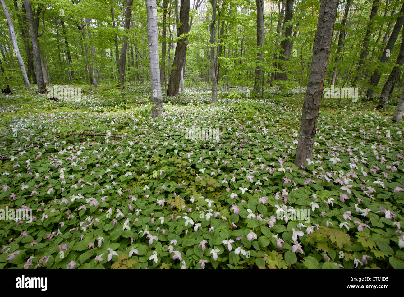 Blankets of trilliums (Trillium erectum) gracing  forest floor, Pictured Rocks National Lakeshore, Michigan, USA Stock Photo