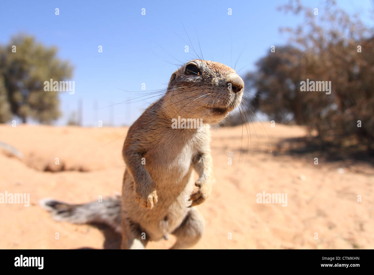 Curious Ground Squirrel, Mata mata Camp, Kgalagadi Park, South Africa Stock Photo
