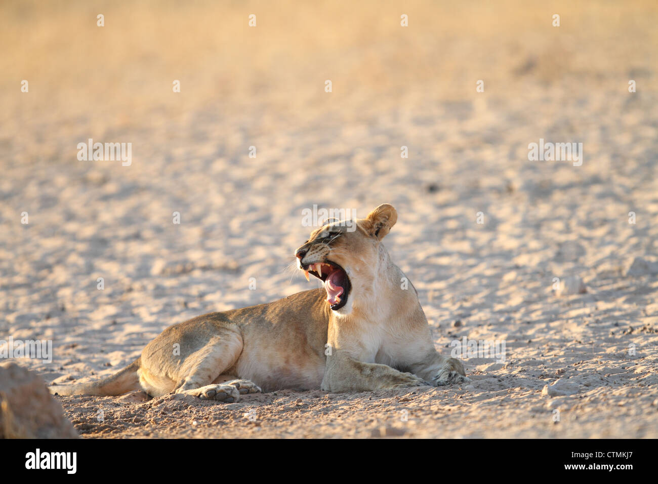Lioness yawn, road outside Mata mata camp in Kgalagadi Park, South Africa Stock Photo