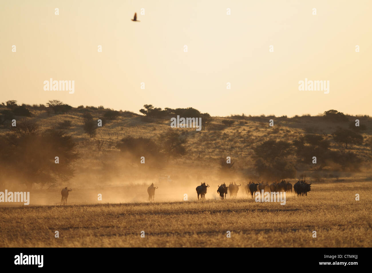 Herd of Wildebeest road outside Mata mata camp in Kgalagadi Park, South Africa Stock Photo