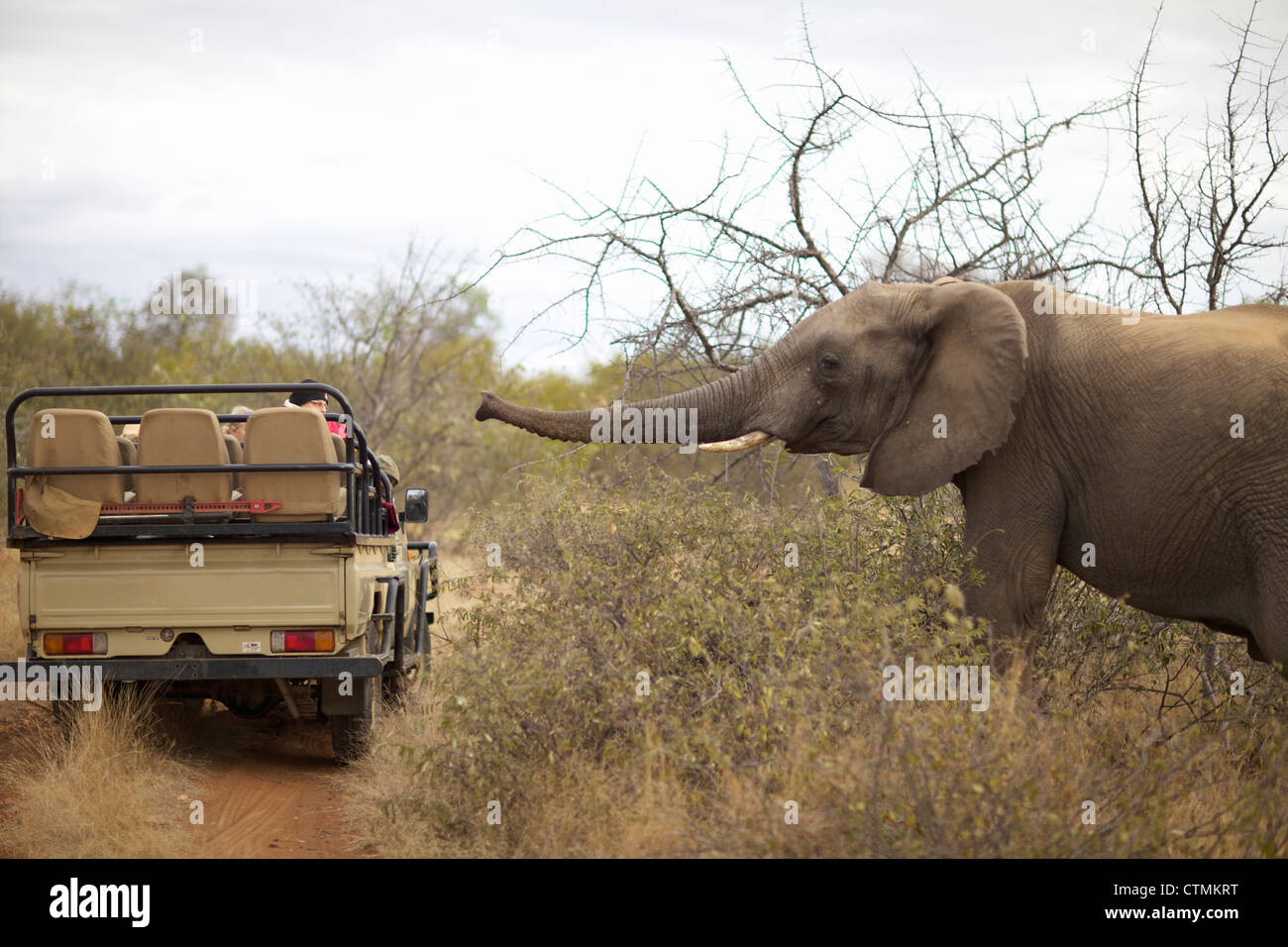 An Elephant walking towards a safari vehicle, Pondoro Game Lodge, Balule Private Nature Reserve, Limpopo. South Africa Stock Photo