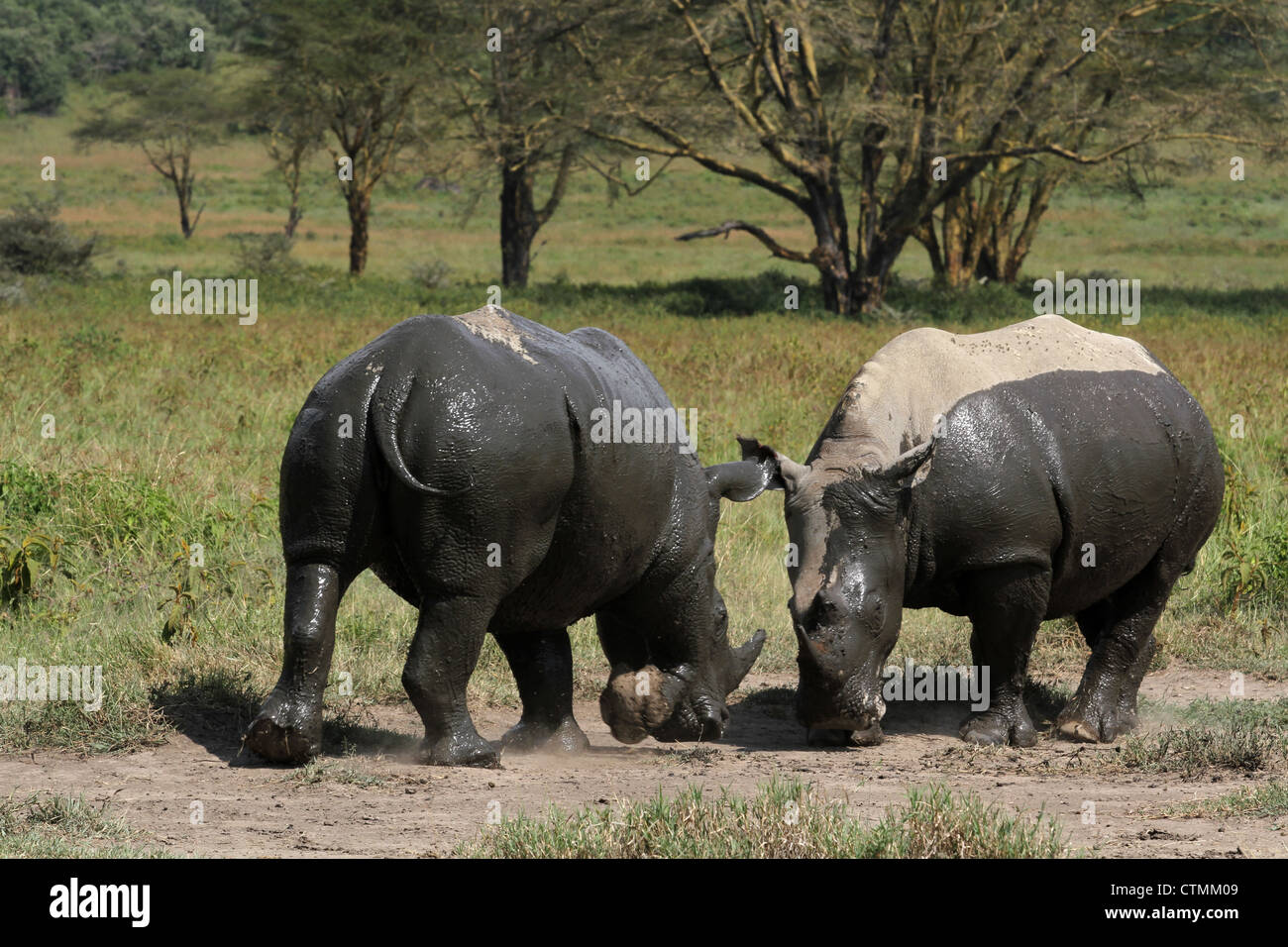 White Rhinos at Nukuru National park, Kenya Stock Photo