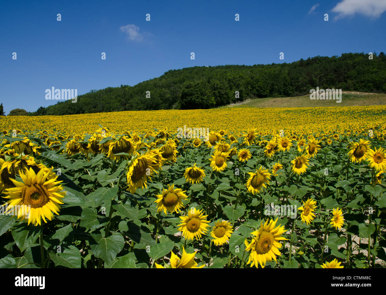Field of sunflowers with blue sky Stock Photo - Alamy