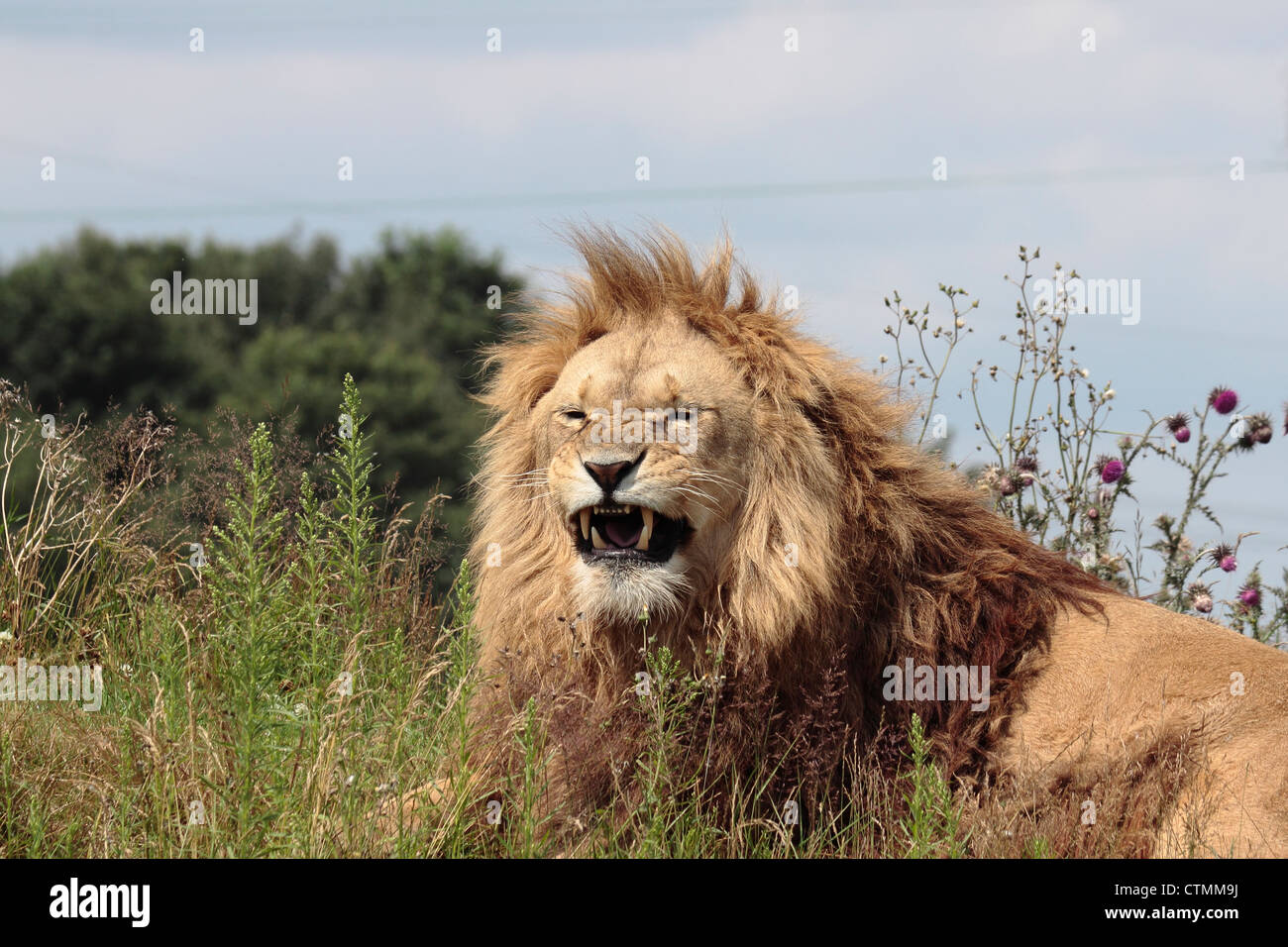 Lion (panthera leo) at he end of a yawn at Yorkshire Wildlife Park Stock Photo