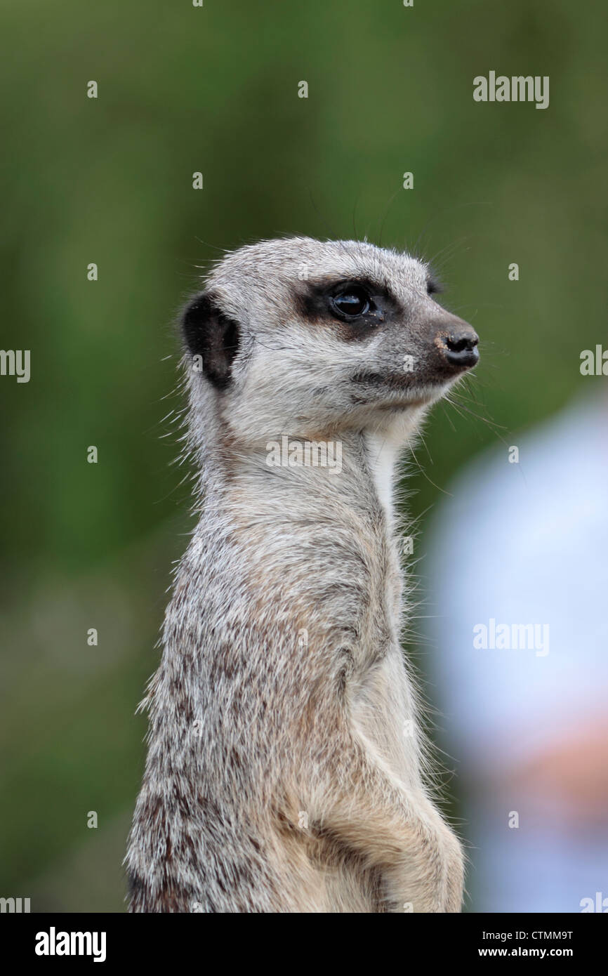 Meerkat (Suricata suricatta) stands guard at Yorkshire Wildlife Park Stock Photo