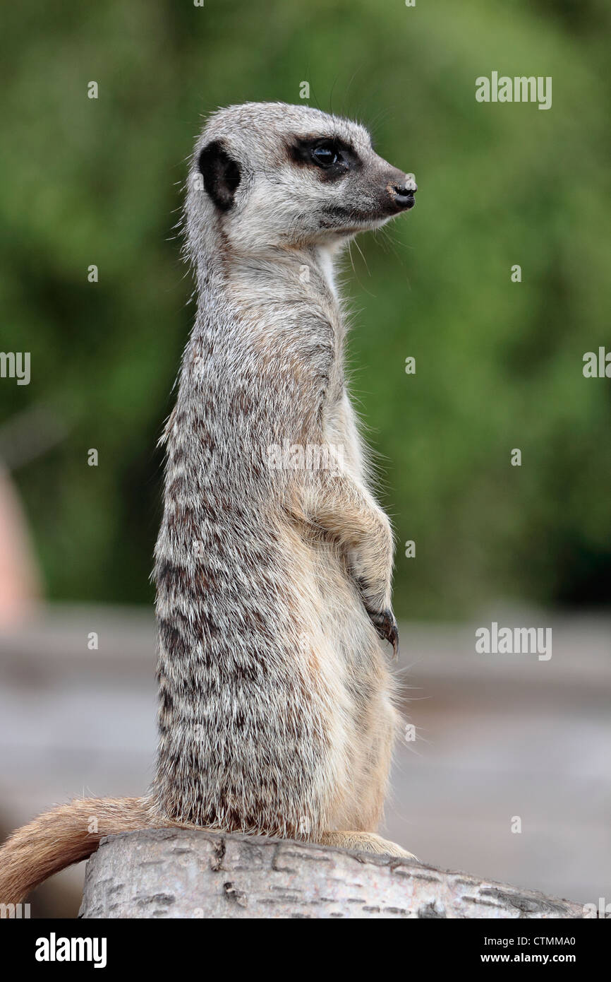Meerkat (Suricata suricatta) stands guard at Yorkshire Wildlife Park Stock Photo