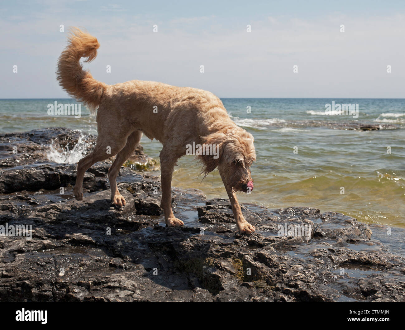 A goldendoodle watches the water from a rock in Lake Michigan. Stock Photo