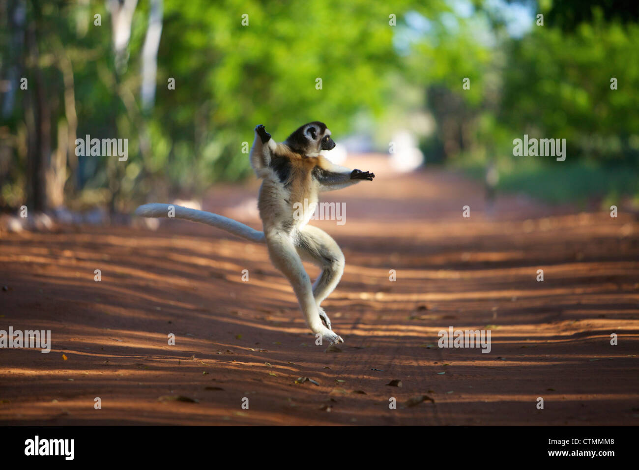 A Diademed Sifaka jumping, Berenty, Madagascar Stock Photo