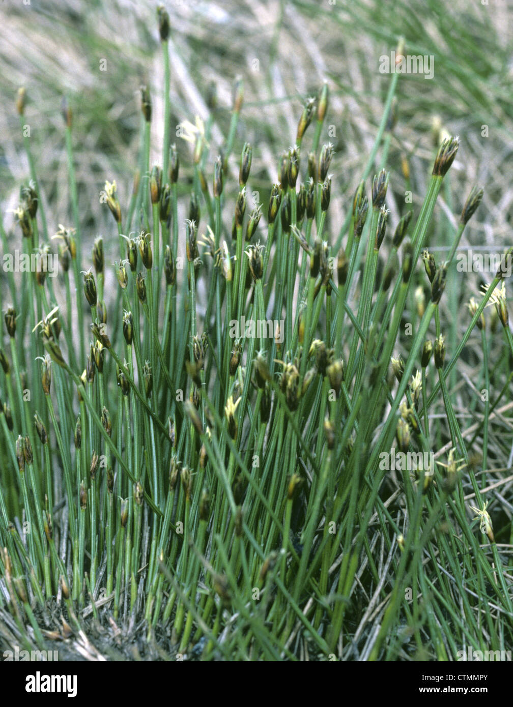 SPURGE LAUREL Daphne laureola (Thymelaeaceae) Stock Photo