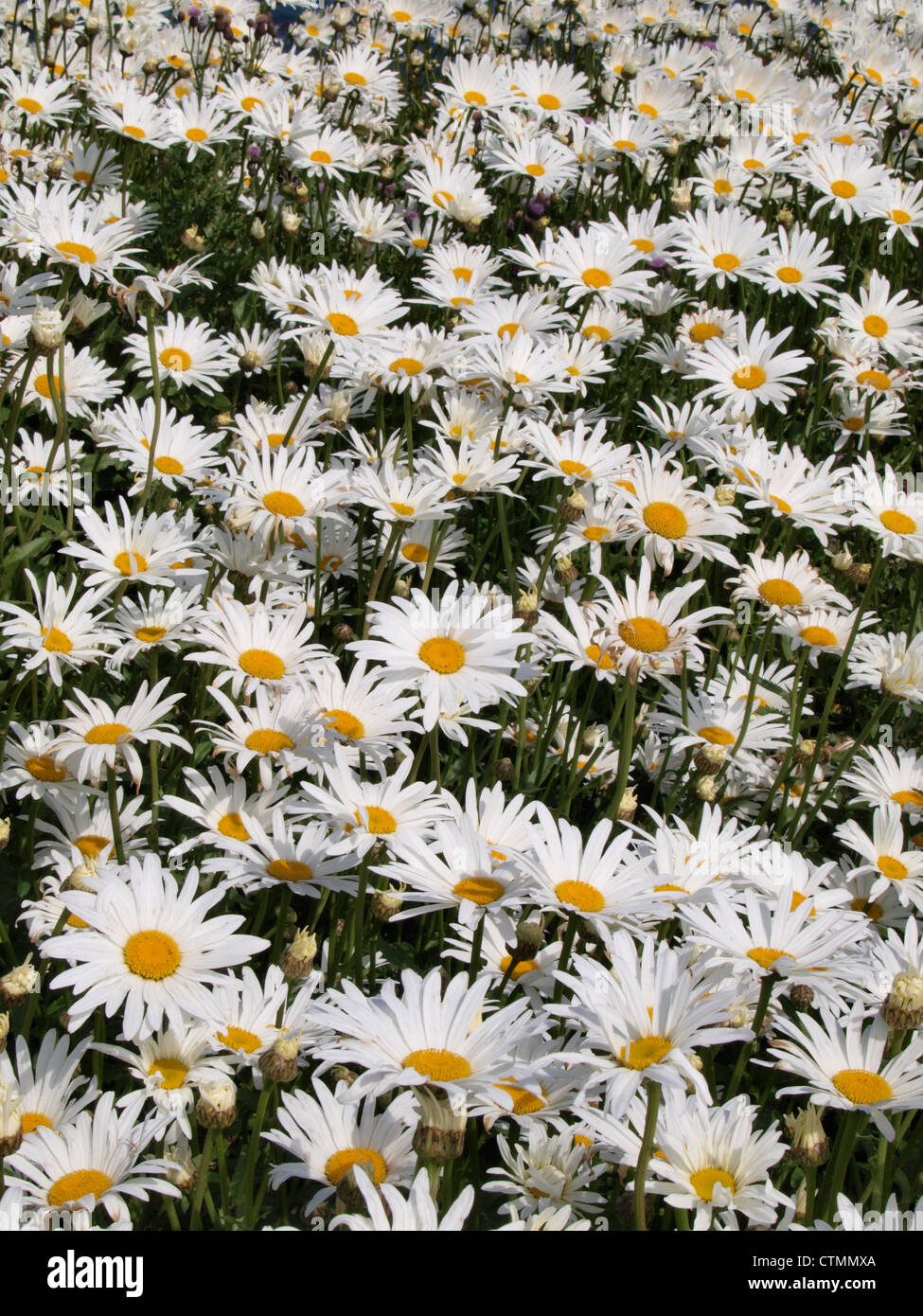 Oxeye Daisies, UK Stock Photo Alamy