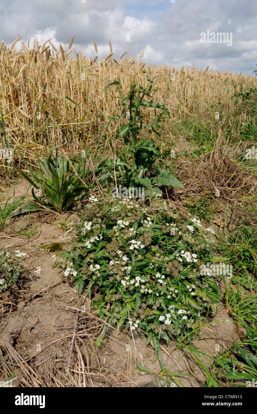 SPREADING HEDGE-PARSLEY Torilis arvensis (Apiaceae) Stock Photo