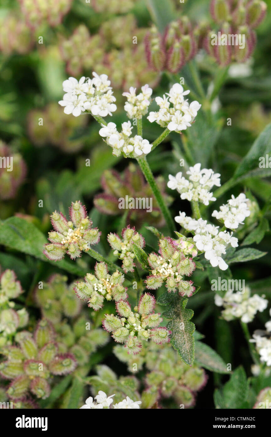 SPREADING HEDGE-PARSLEY Torilis arvensis (Apiaceae) Stock Photo