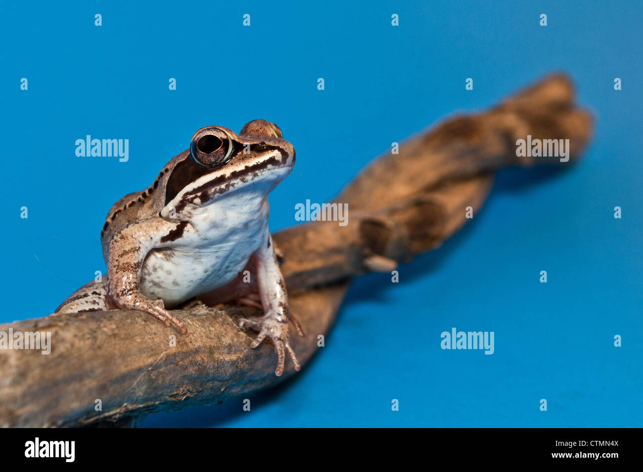 Wood Frog (Rana sylvatica) Stock Photo