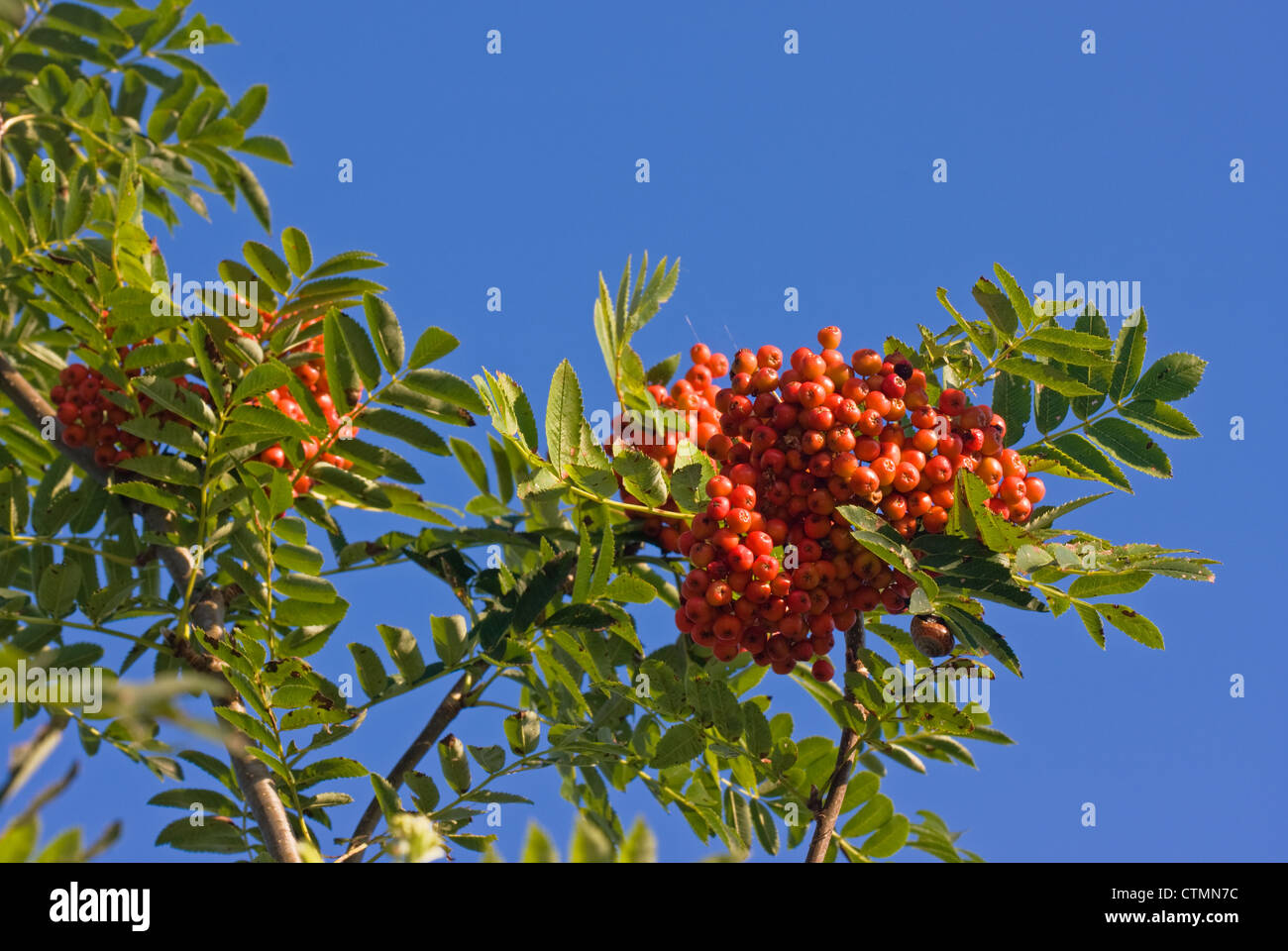 European Rowan fruit against a blue sky Stock Photo