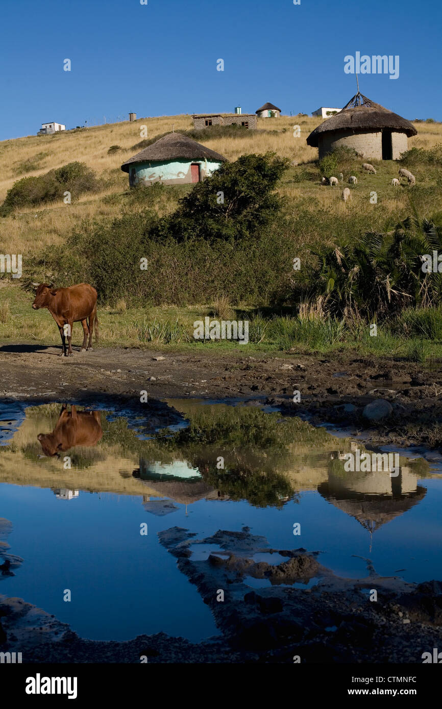 Front view of a cow, Bos Taurus, standing below some traditional Xhosa huts, Coffee Bay, Eastern Cape Province, South Africa Stock Photo