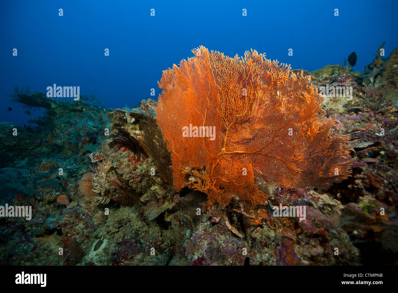 Sea Fan and other coral at the opening of Siaes Tunnel as seen from approximately 100 feet Stock Photo