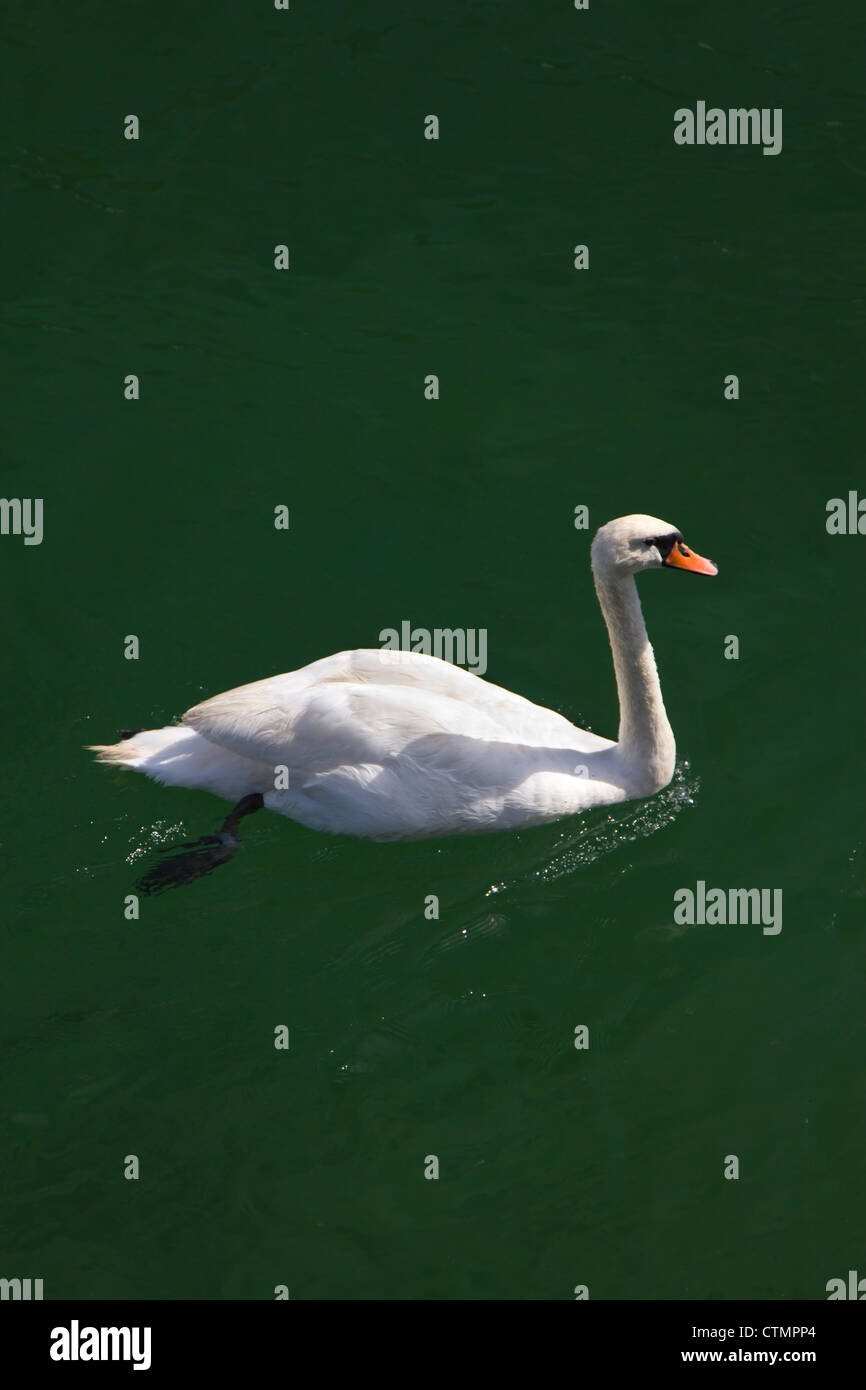 A white swan on a pea green sea Stock Photo