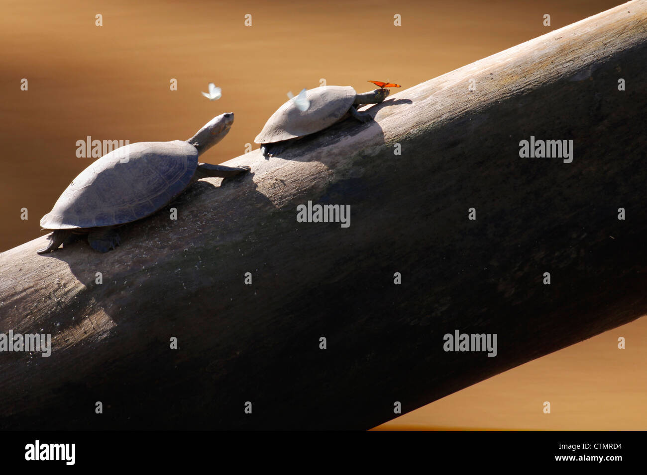 yellow-spotted Amazon river turtles , Tambopata National Reserve, Tambopata Province, Department of Madre de Dios, Peru Stock Photo