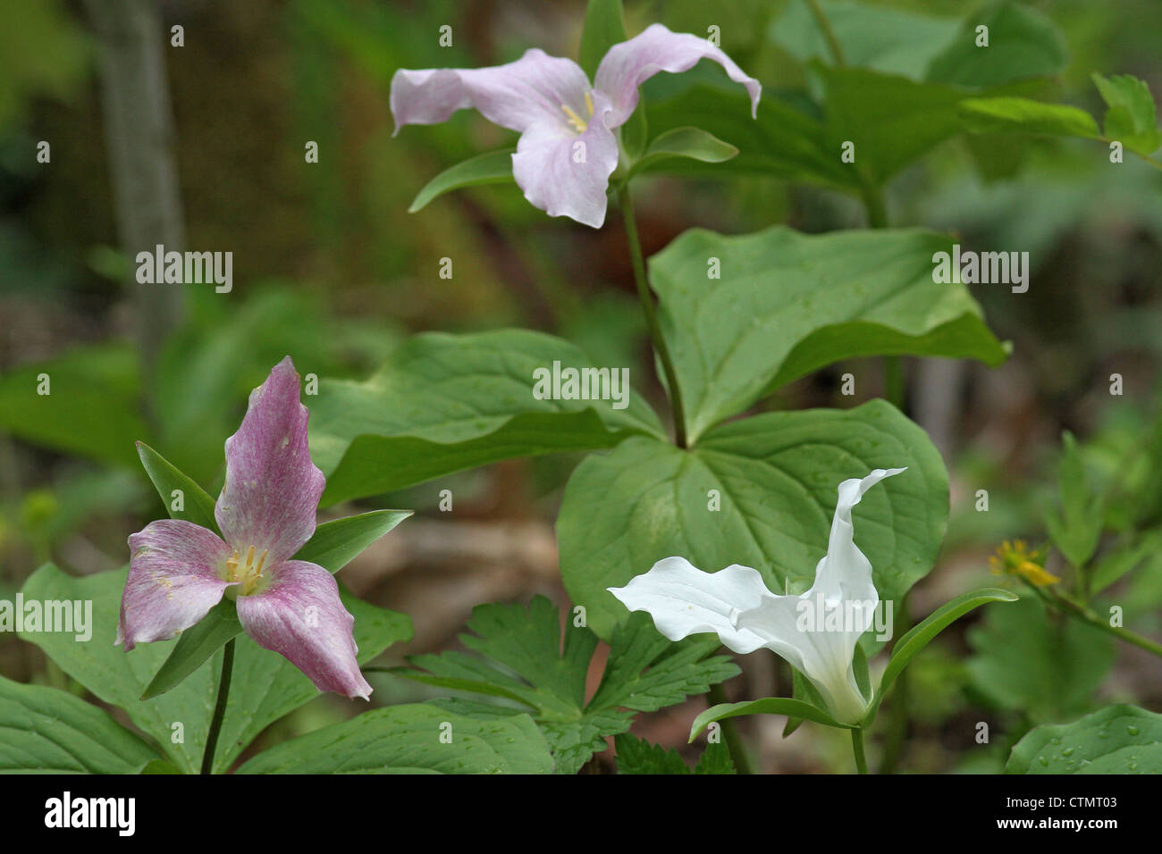 Three Trillium Plants Stock Photo