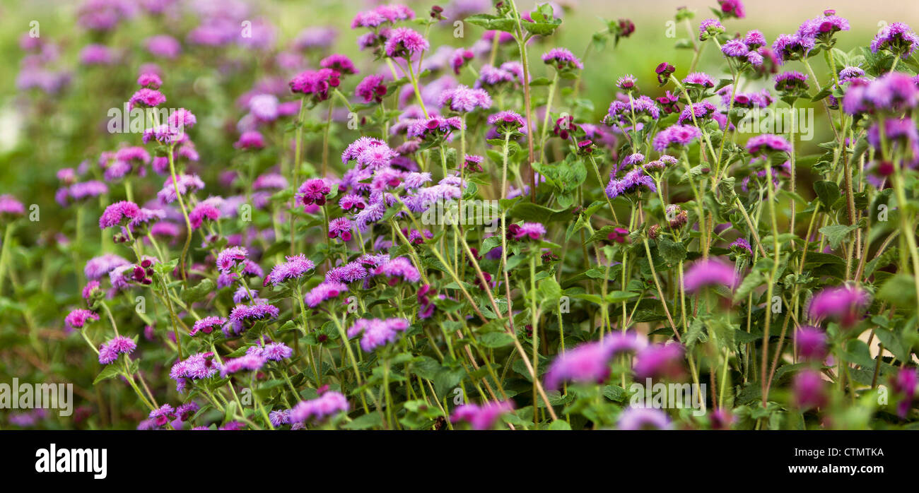 Field of purple flowers Stock Photo - Alamy