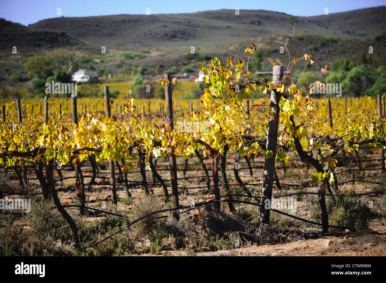 Autumn grape vines, farm buildings in distance, Route 62, mcgreggor, Western Cape, South Africa Stock Photo