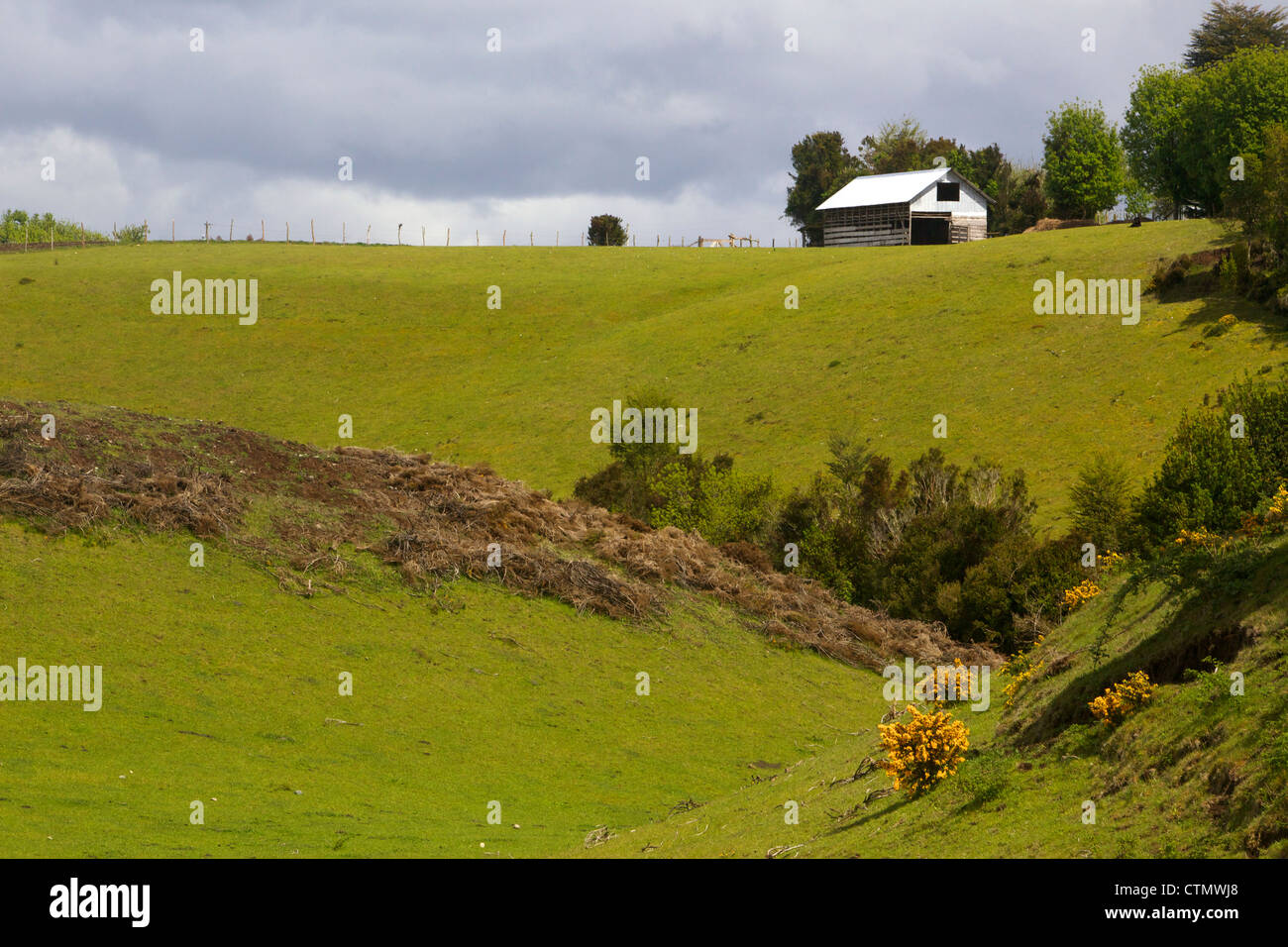 The lush Chiloe pastures, Chiloe Island, Region de Los Lagos, Patagonia, Chile, South America Stock Photo