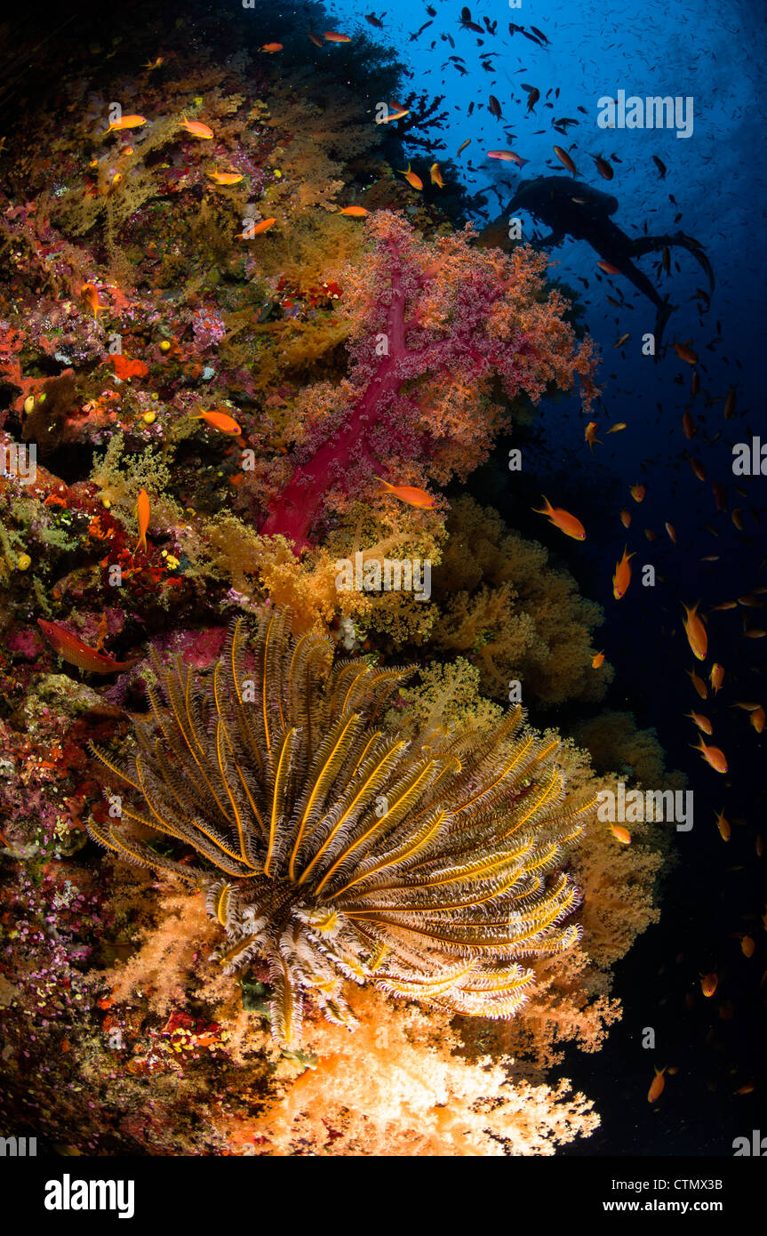 Diver and crinoid. Fiji Stock Photo