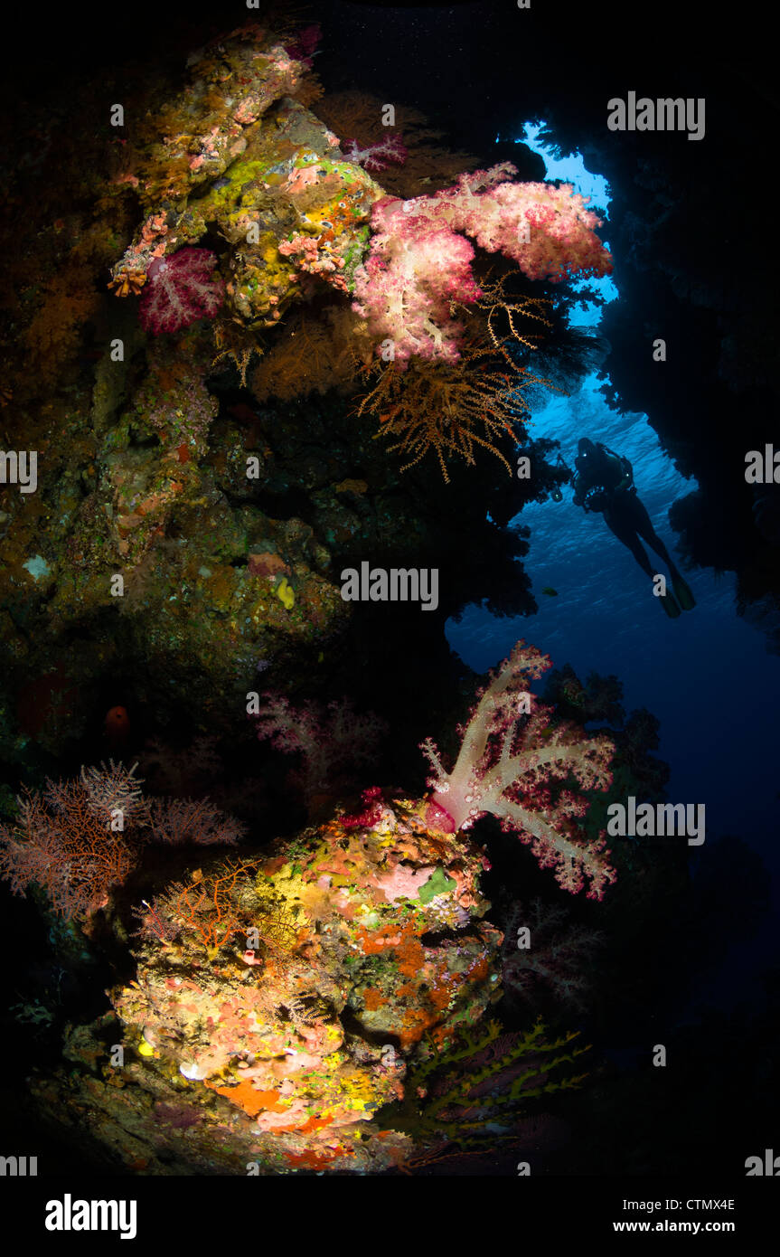 Diver and soft coral. Fiji Stock Photo