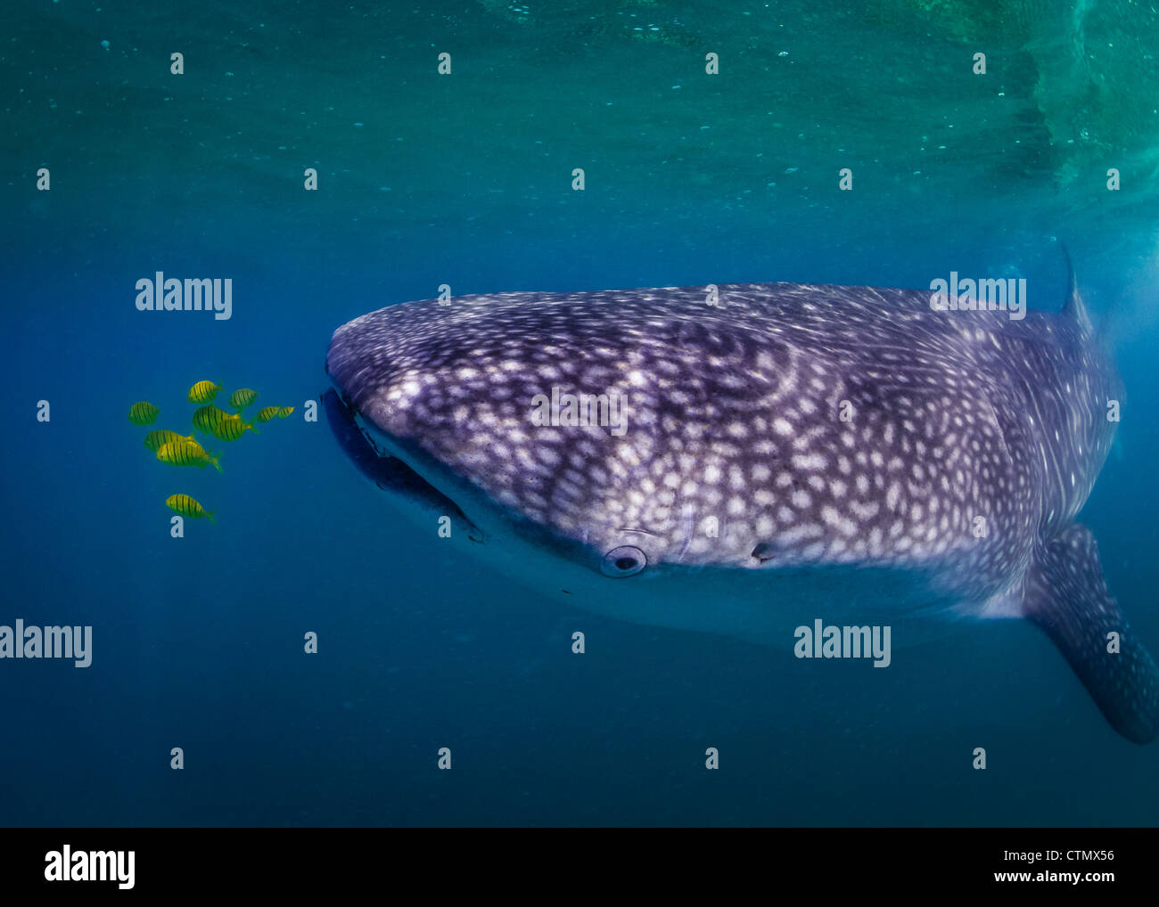 Whale Shark La Paz, Mexico Stock Photo Alamy