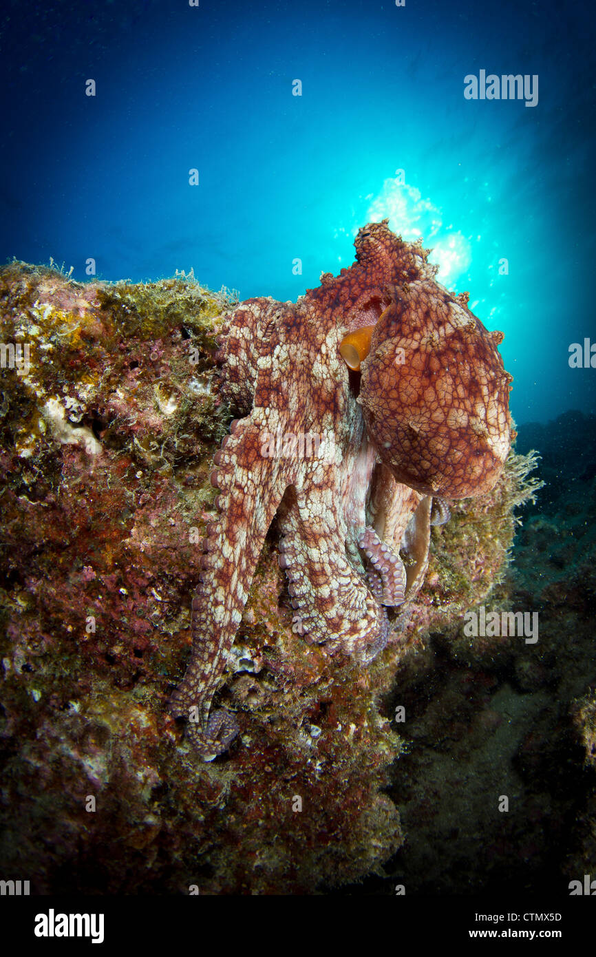 Octopus posing on reef. La Paz, Mexico Stock Photo