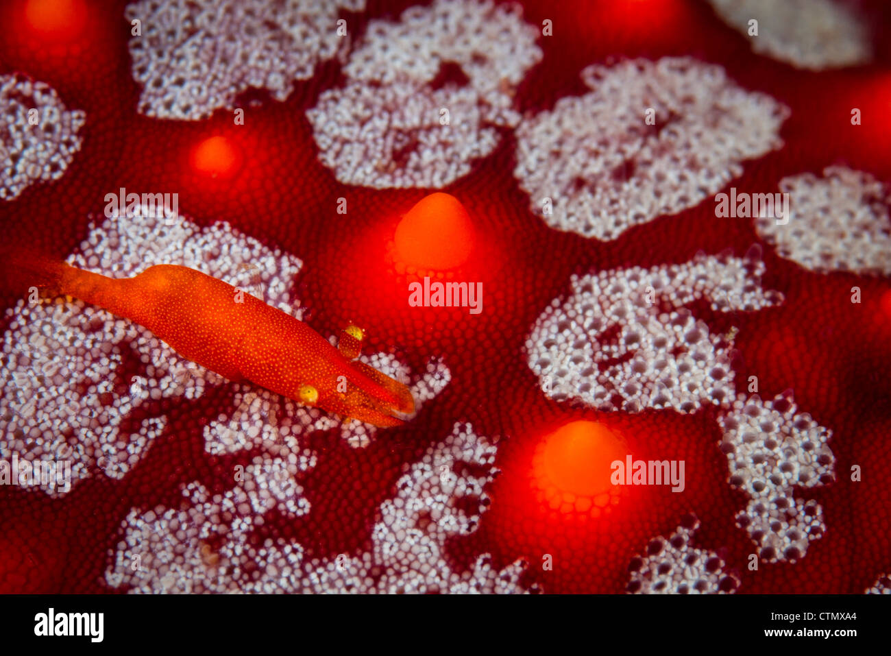 Commensal shrimp on a sea star. La Paz, Mexico Stock Photo