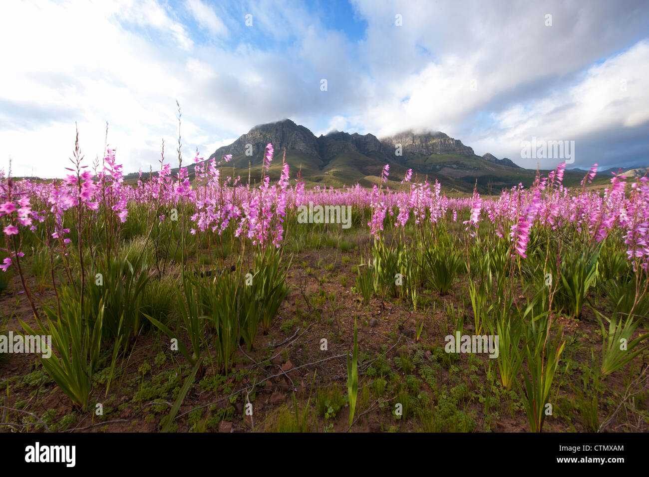 A low angle view of a field of wild Watsonia's against the slopes of the Helderberg mountain, Western Cape, South Africa Stock Photo