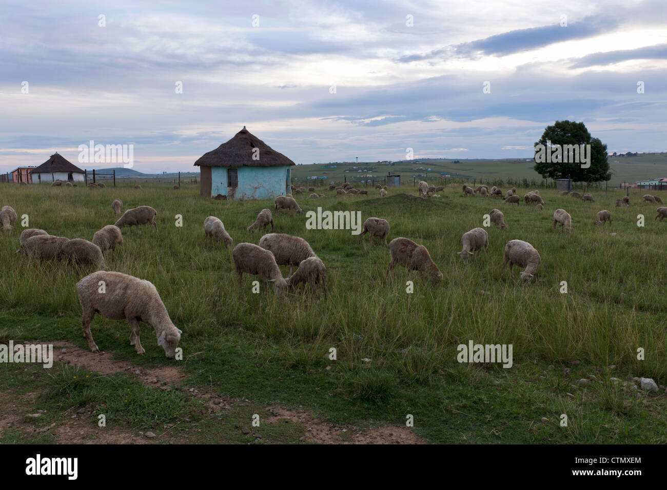 Sheep (Ovis aries) grazing around traditional Xhosa huts in Qunu, Nelson Mandela's home town, Transkei Wild Coast, Eastern Cape Stock Photo