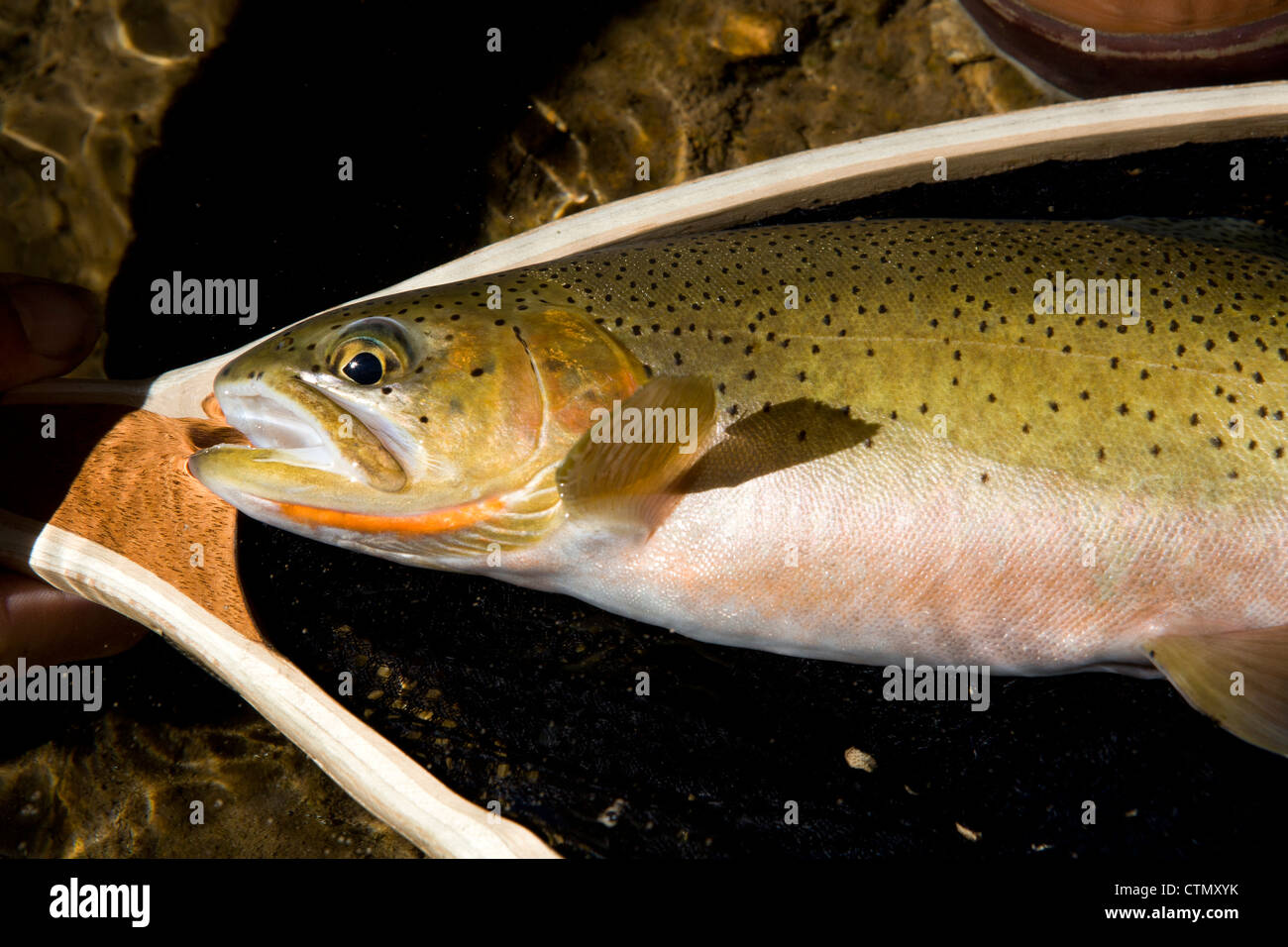 Fish Facts: Colorado River Cutthroat Trout (Oncorhyncus clarkii