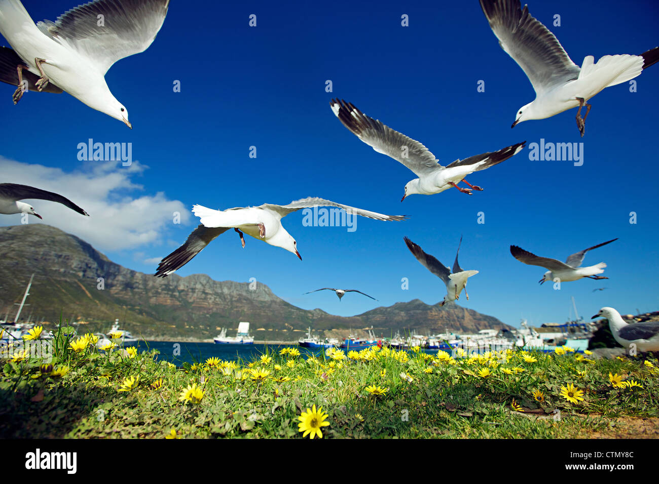 Hartlaub's Gulls flying away, Hout Bay, Western Cape, South Africa Stock Photo