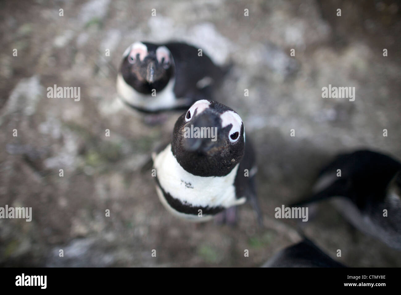 African Penguins looking up at camera, Simonstown, Western Cape, South Africa Stock Photo