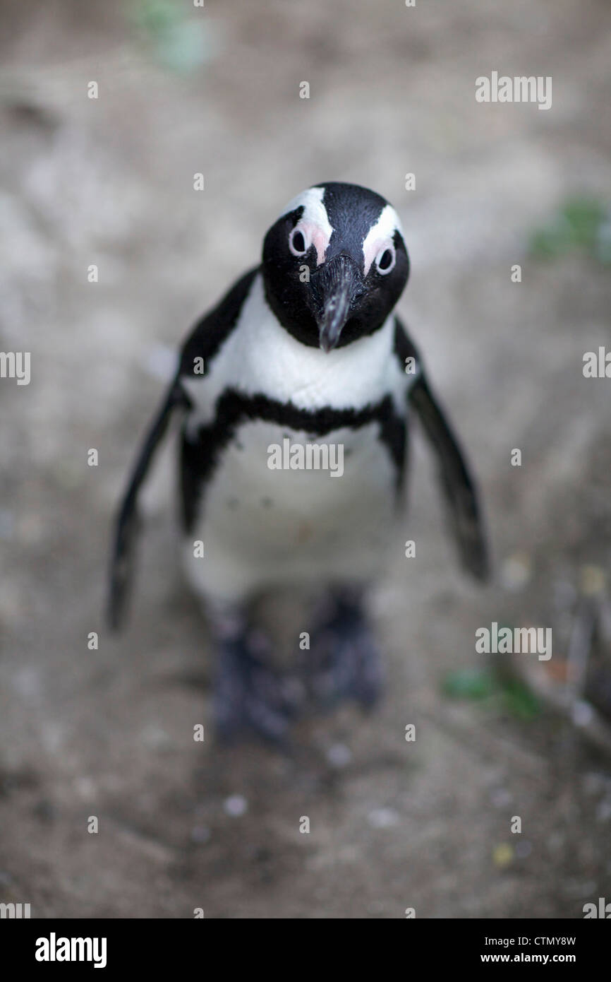 African Penguin looking up at camera, Simonstown, Western Cape, South Africa Stock Photo