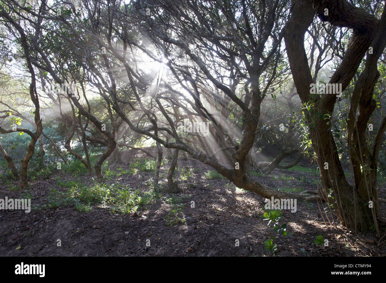 Rays of sunshine beaming between trees, Sandy Bay, Western Cape, South Africa Stock Photo