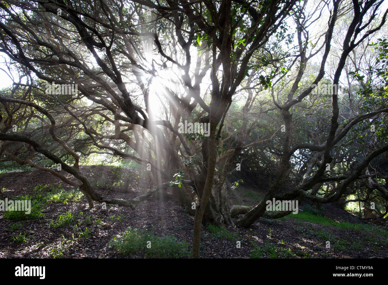 Rays of sunshine beaming between trees, Sandy Bay, Western Cape, South Africa Stock Photo