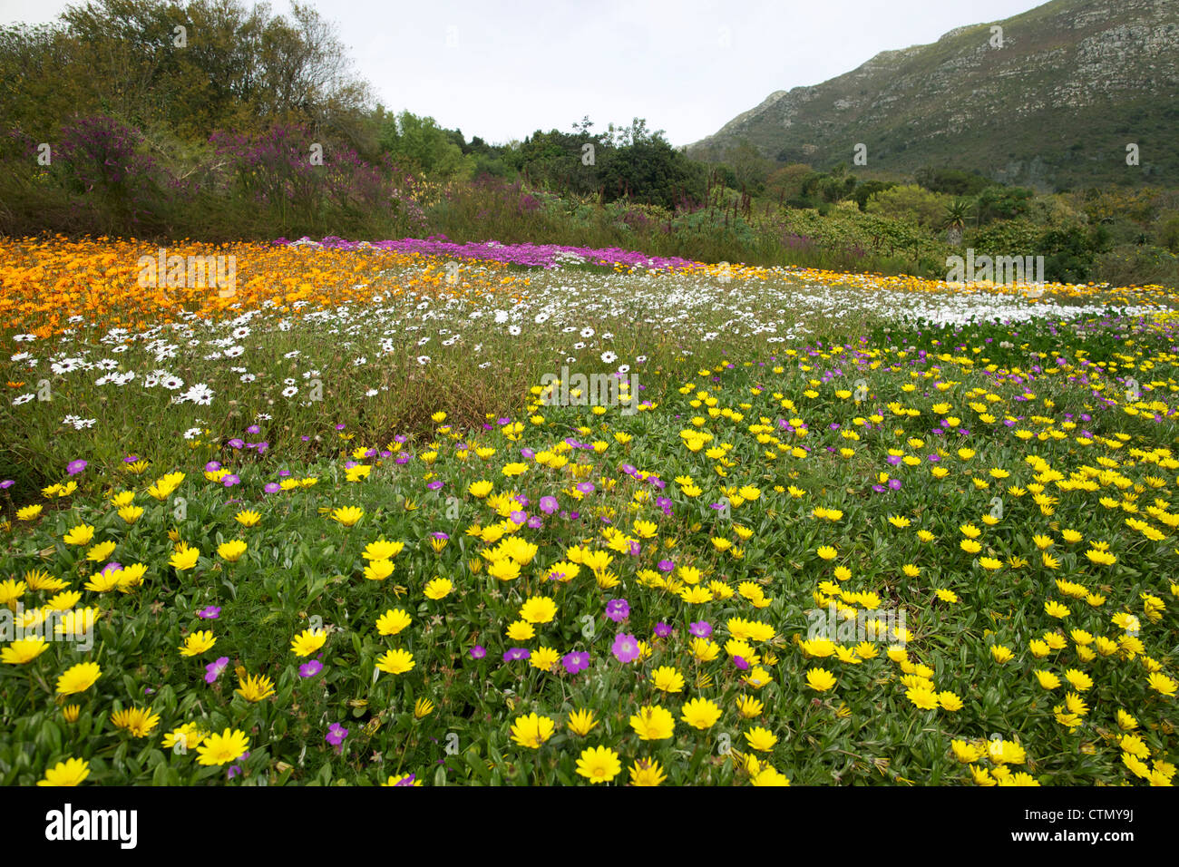 Meadow with daisies, Kirstenbosch, Cape Town, Western Cape, South Africa Stock Photo