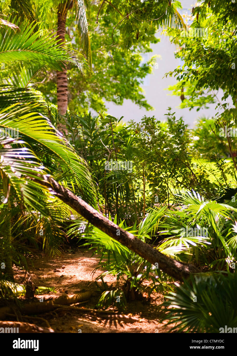 Tropical forest in Yucatan Peninsula, Mexico Stock Photo