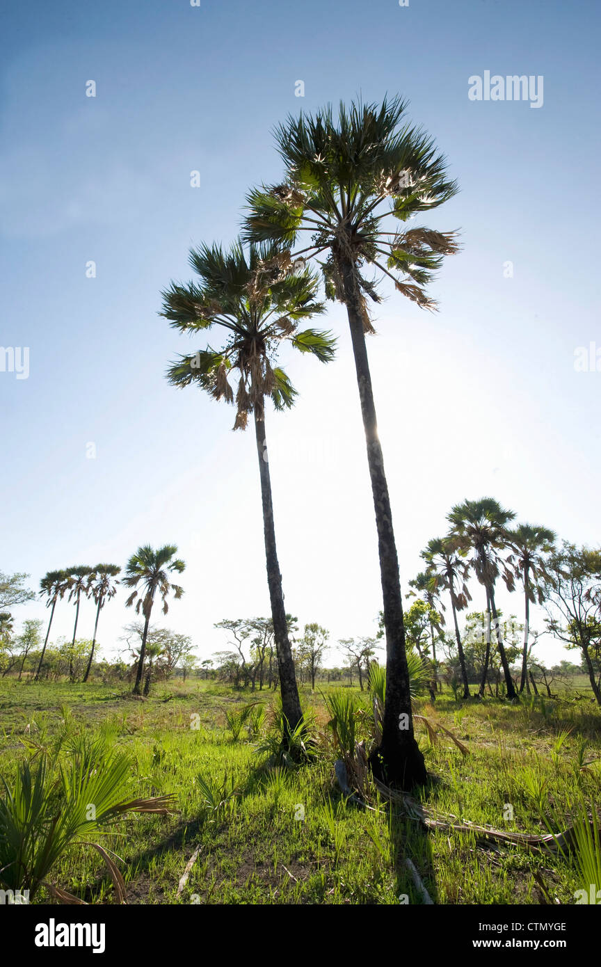 Palm trees, Lochinvar National Park, Zambia Stock Photo Alamy
