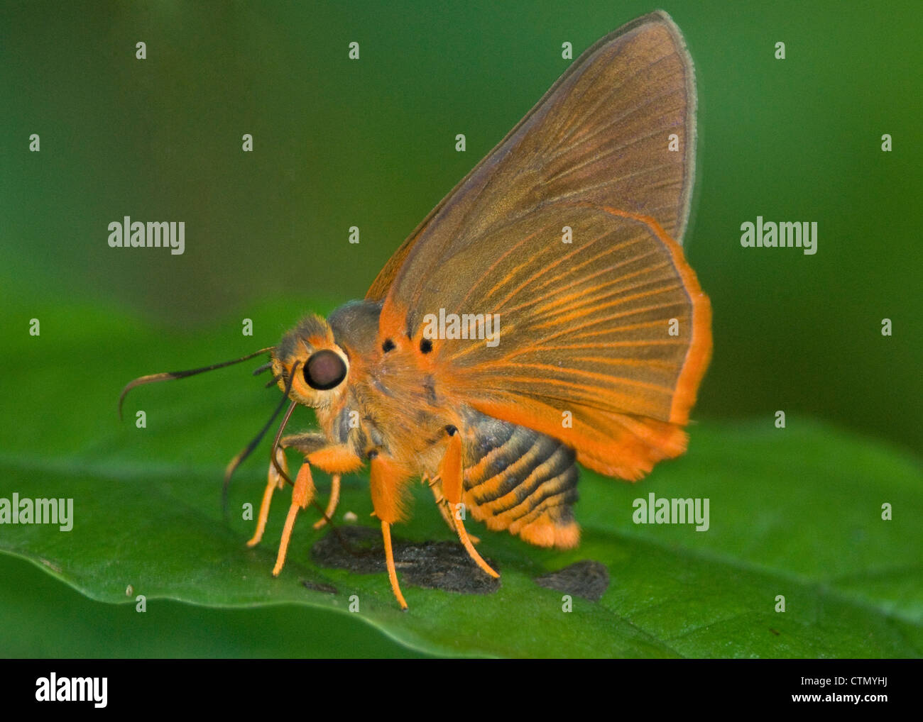 Orange Awl the rarest of rare butterfly during monsoon in the jungles