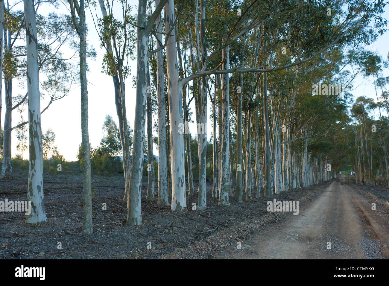 Long narrow gravel road hi-res stock photography and images - Alamy