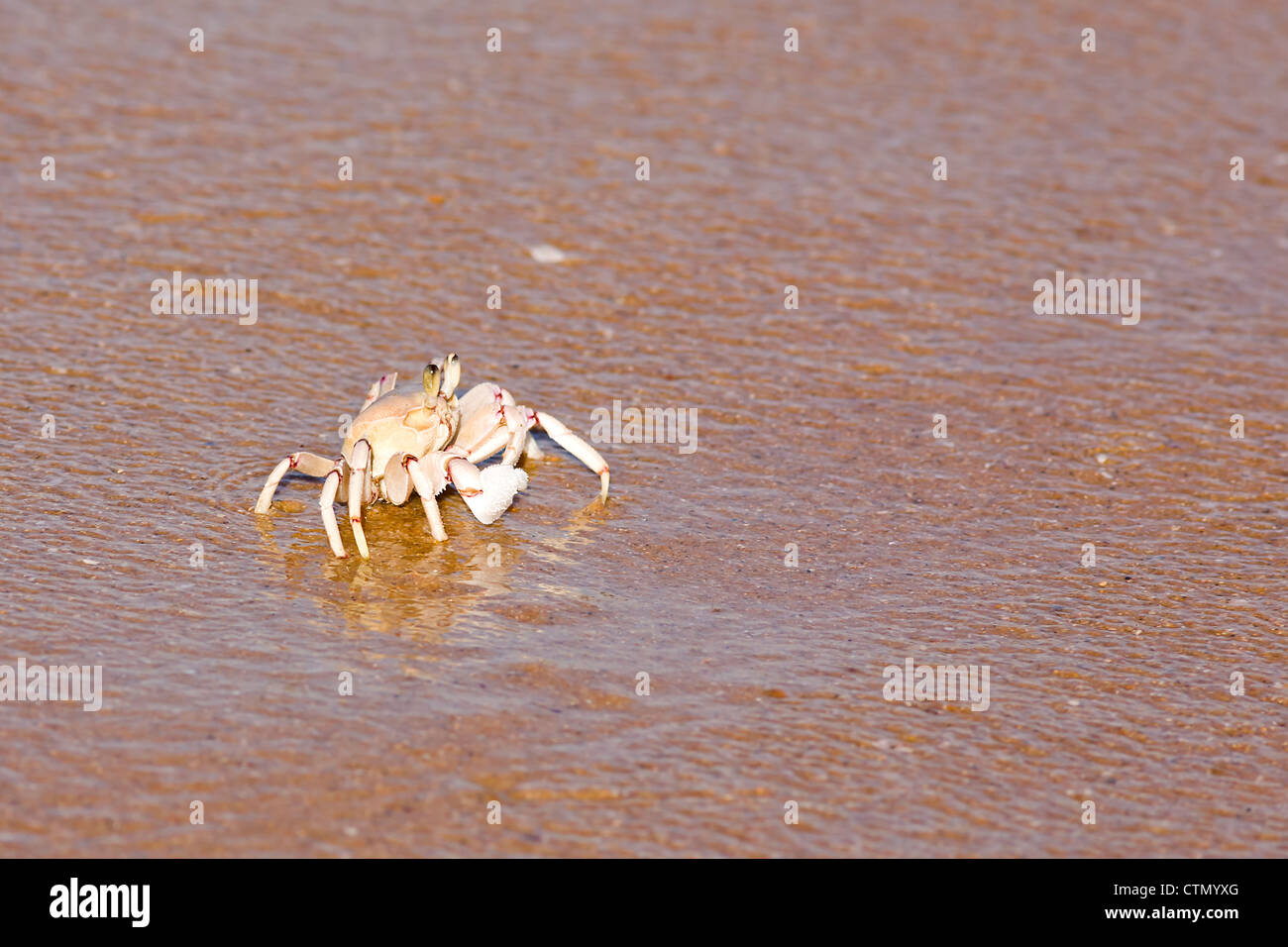 Ghost crab (Ocypode ryderi) in the inter tidal zone on the beach at Sodwana Bay, KwaZulu Natal, South Africa. Stock Photo