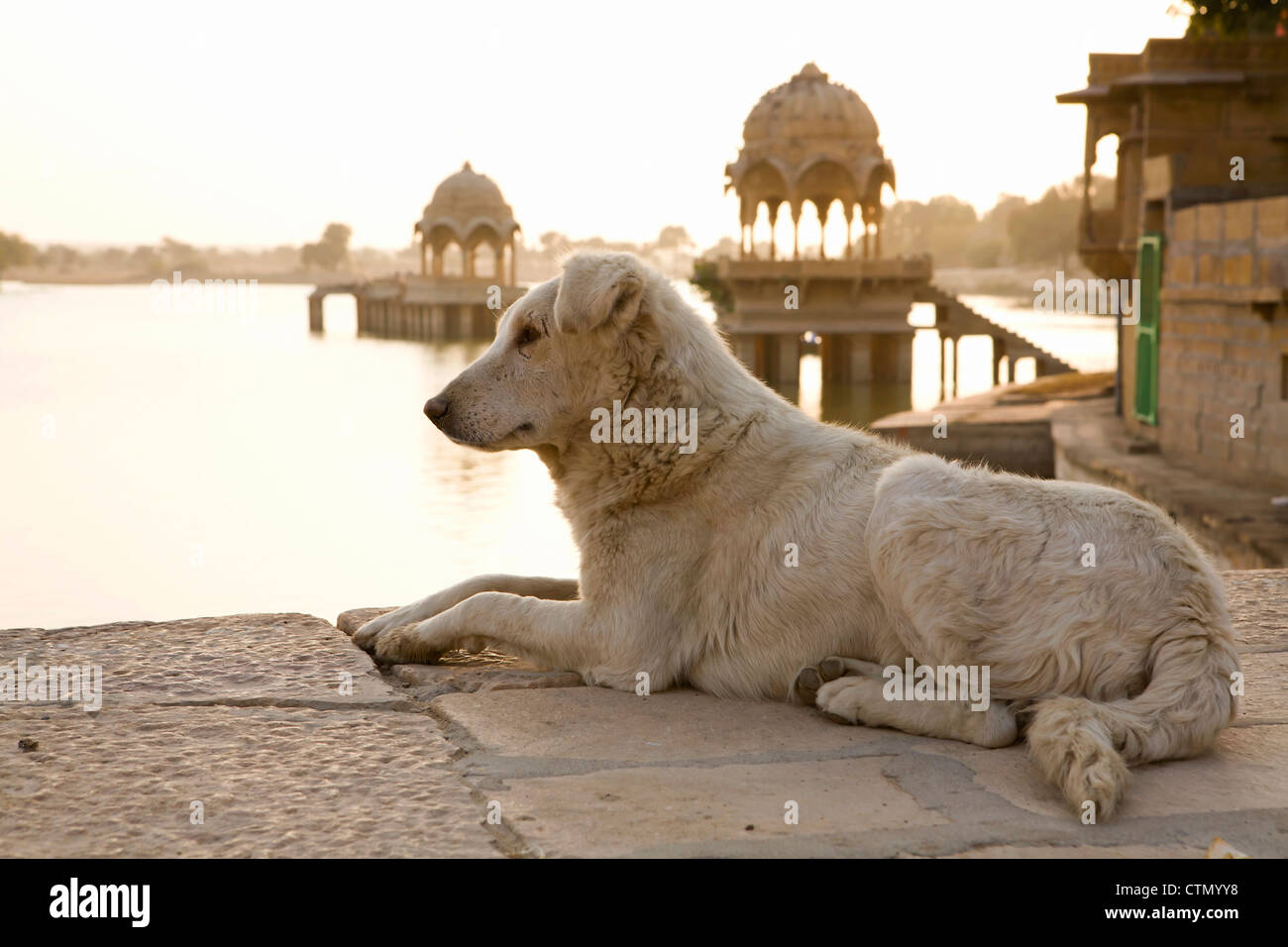 Low angle view of a white dog resting at the shore at Gadi Sagar Tank near Jaisalmer, Rajasthan, India Stock Photo