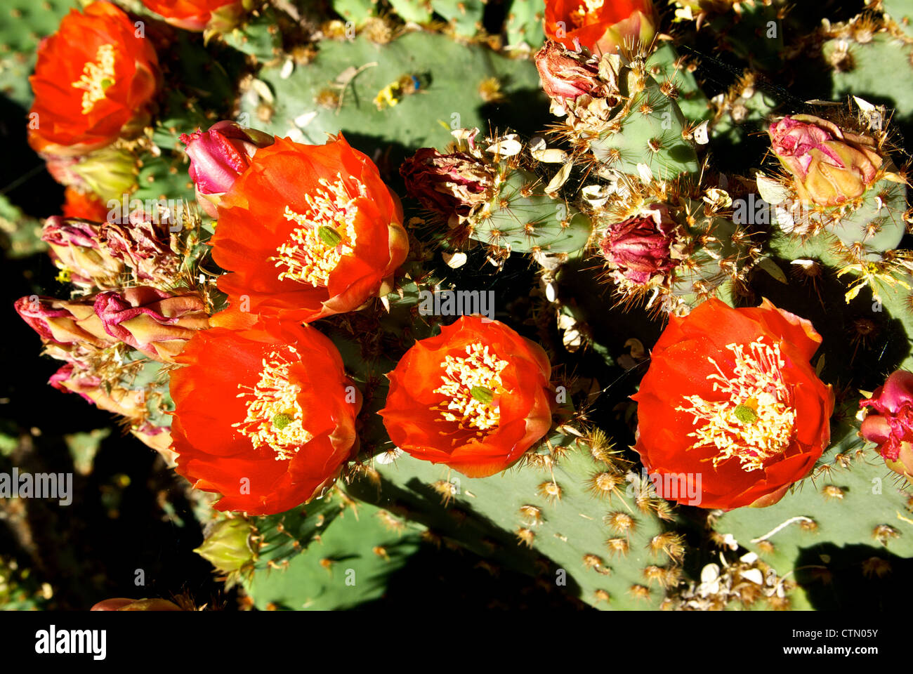 Prickly pear cactus in bloom Sonoran Desert vegetation Stock Photo