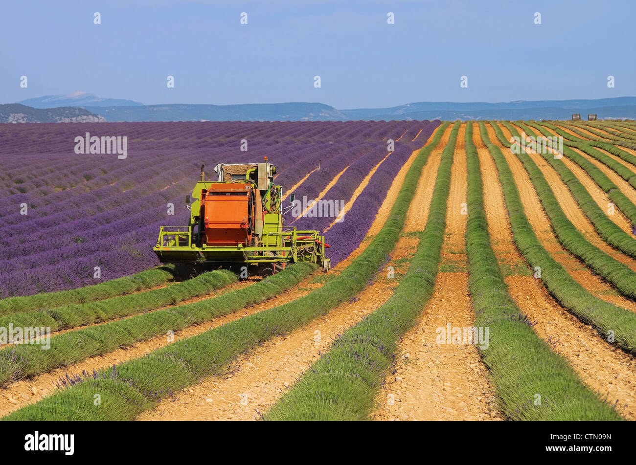 Lavendelfeld Ernte - lavender field harvest 04 Stock Photo